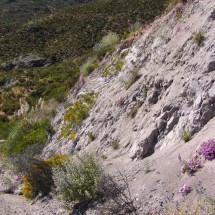 Beautiful flowers on the road to Paso Tambo Quemado